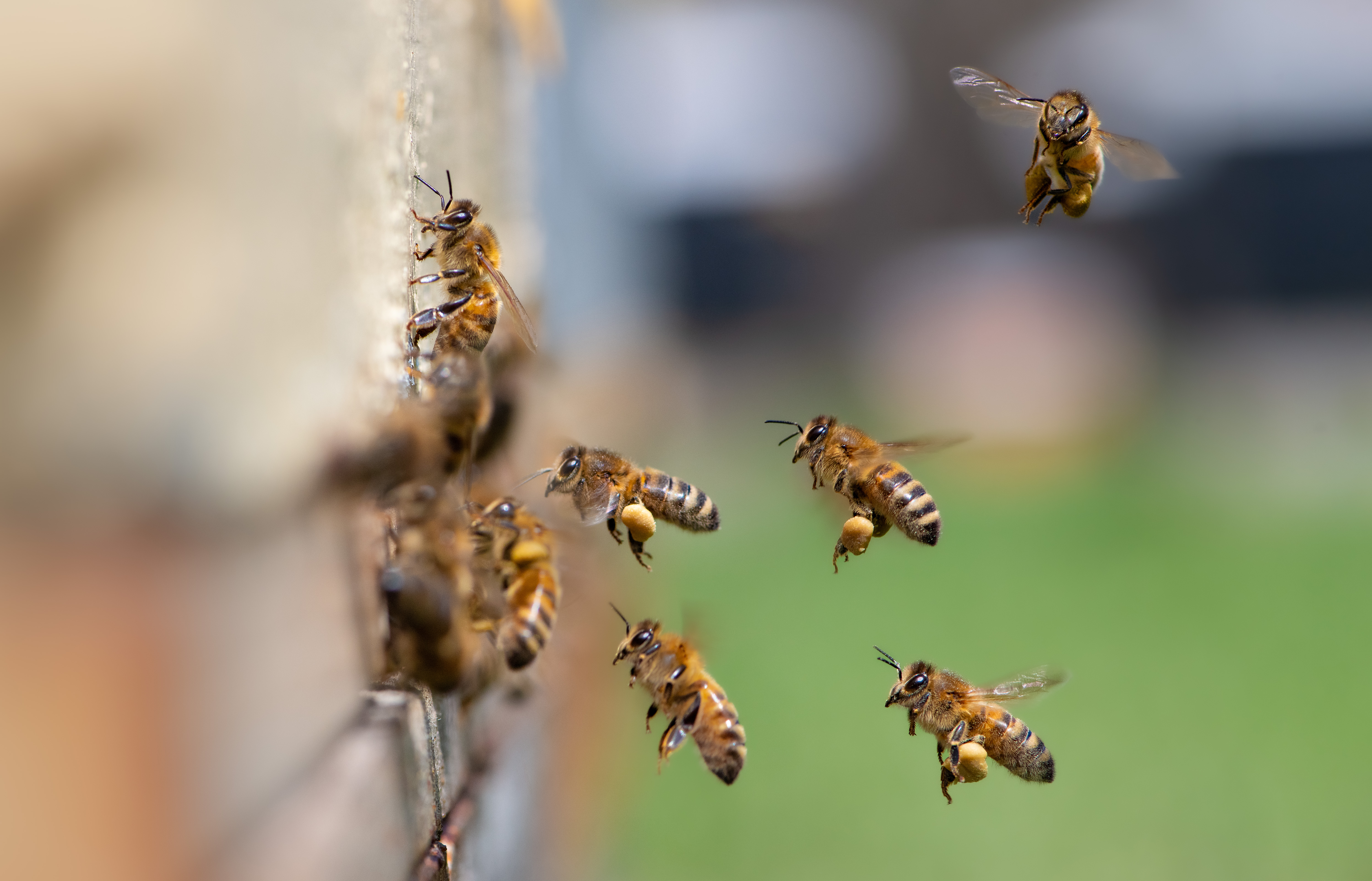 Several bees flying with a few of them landing on a wall