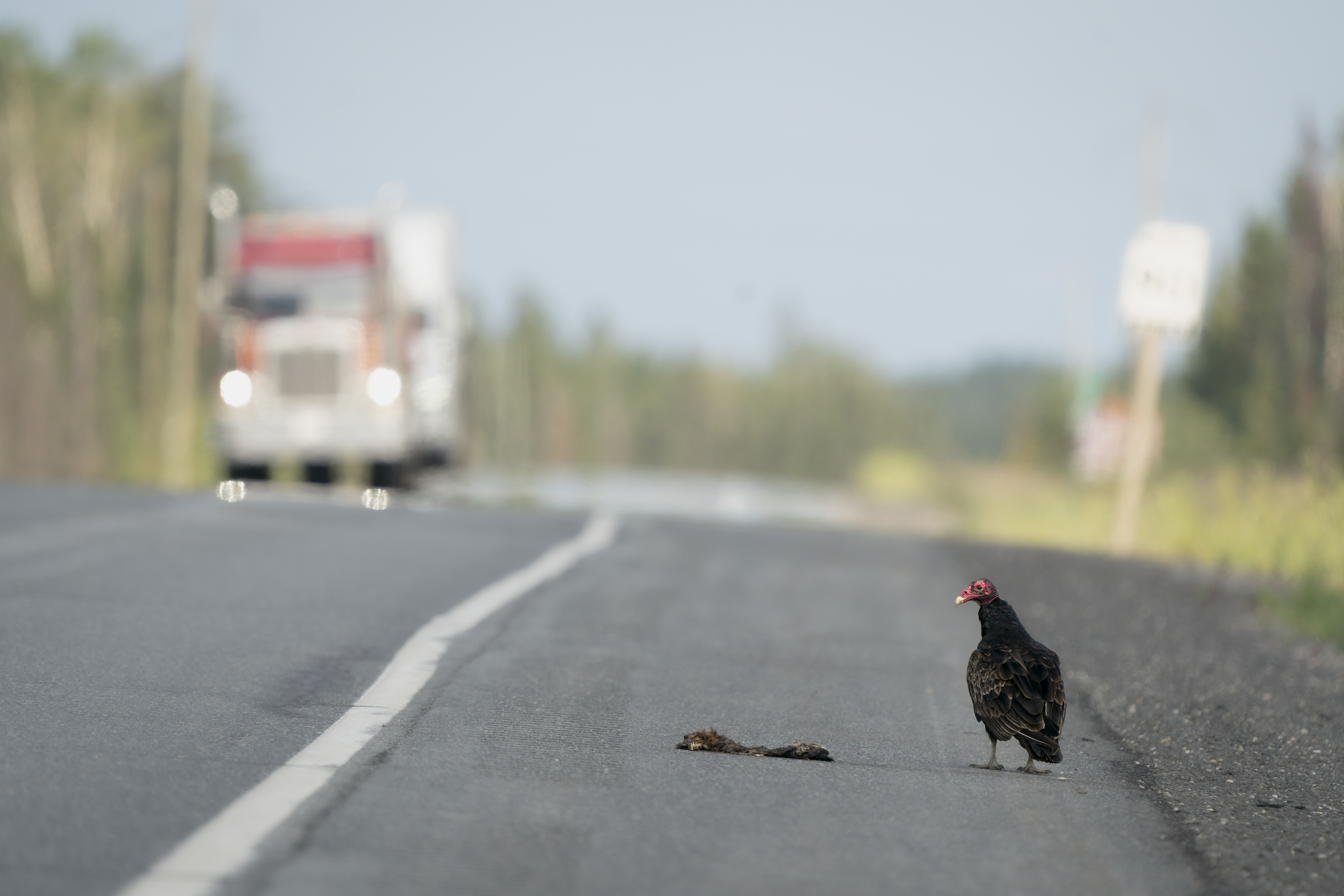 A black turkey vulture standing on the road beside a dead bird with a truck coming towards it on the other side.