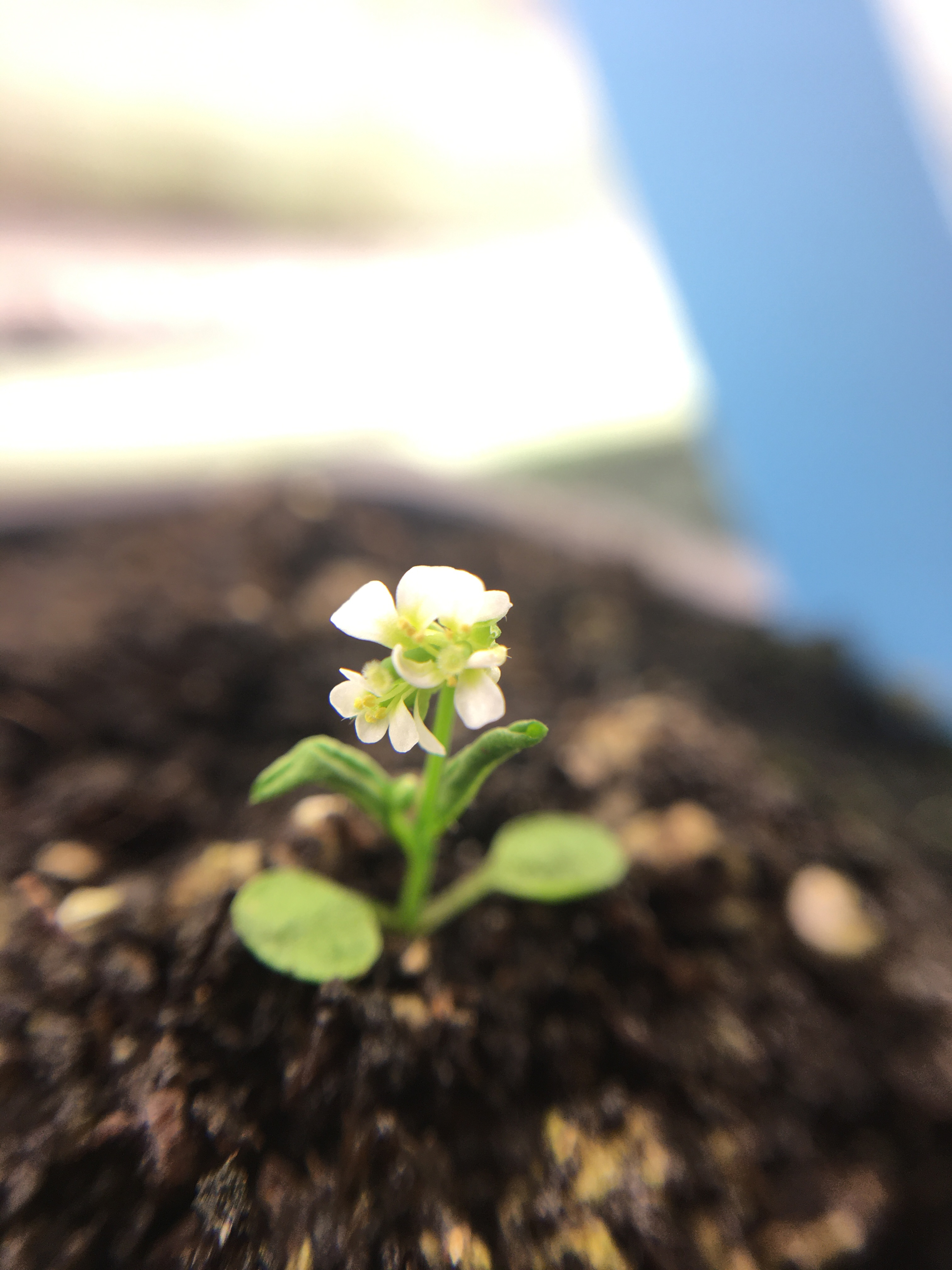 A arabidopsis thaliana growng in soil