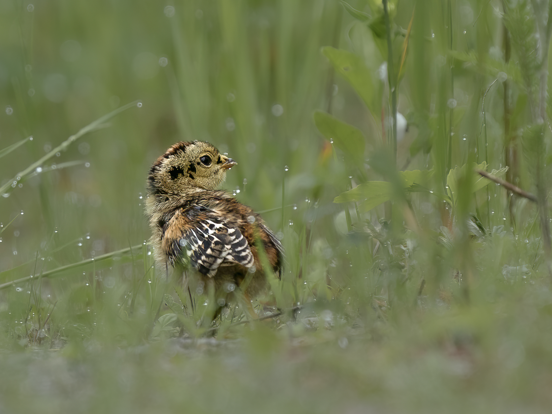 A tiny yellow, gold and black bird  standing in grass