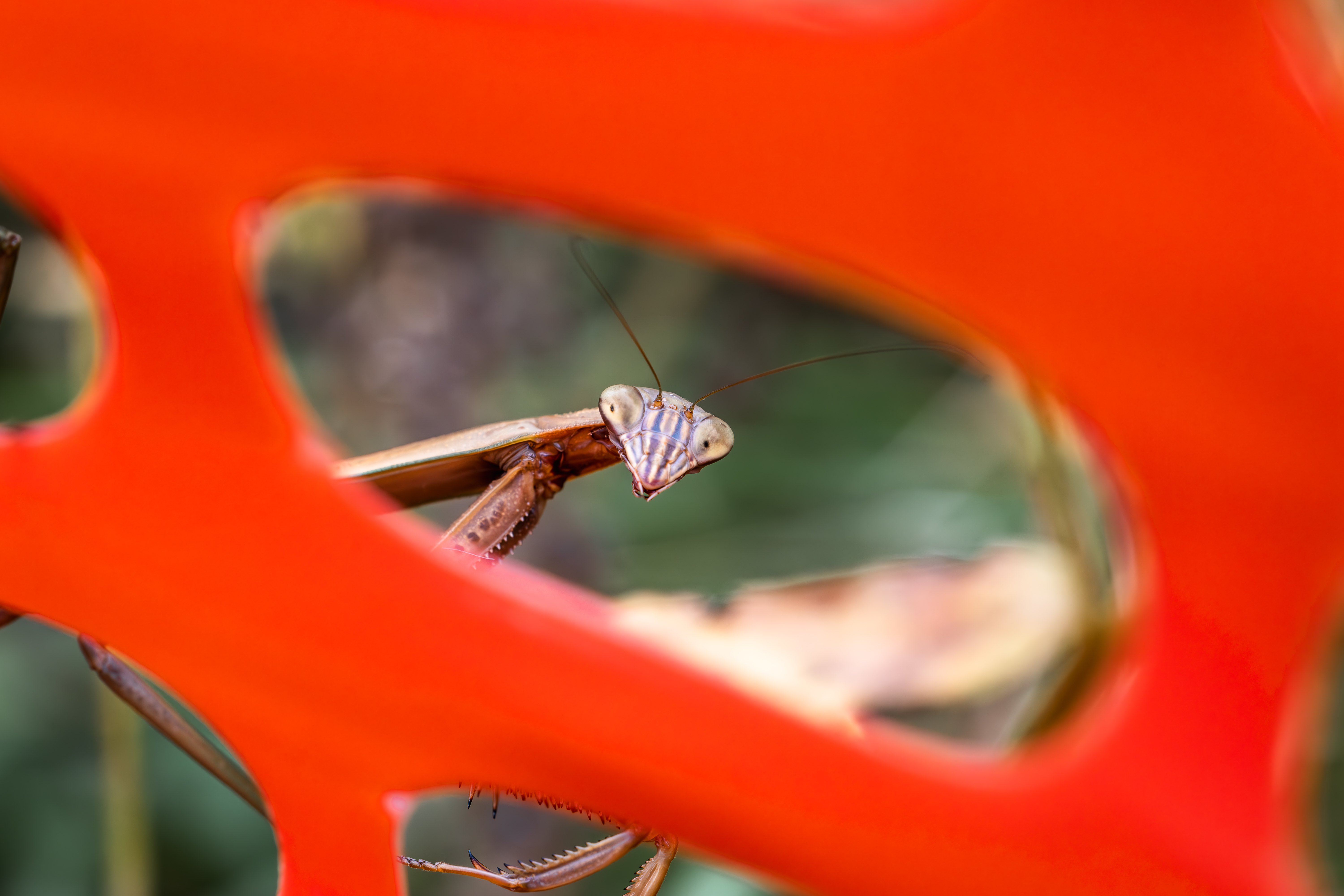Close up view of a Chinese mantis (Tenodora sinensis)