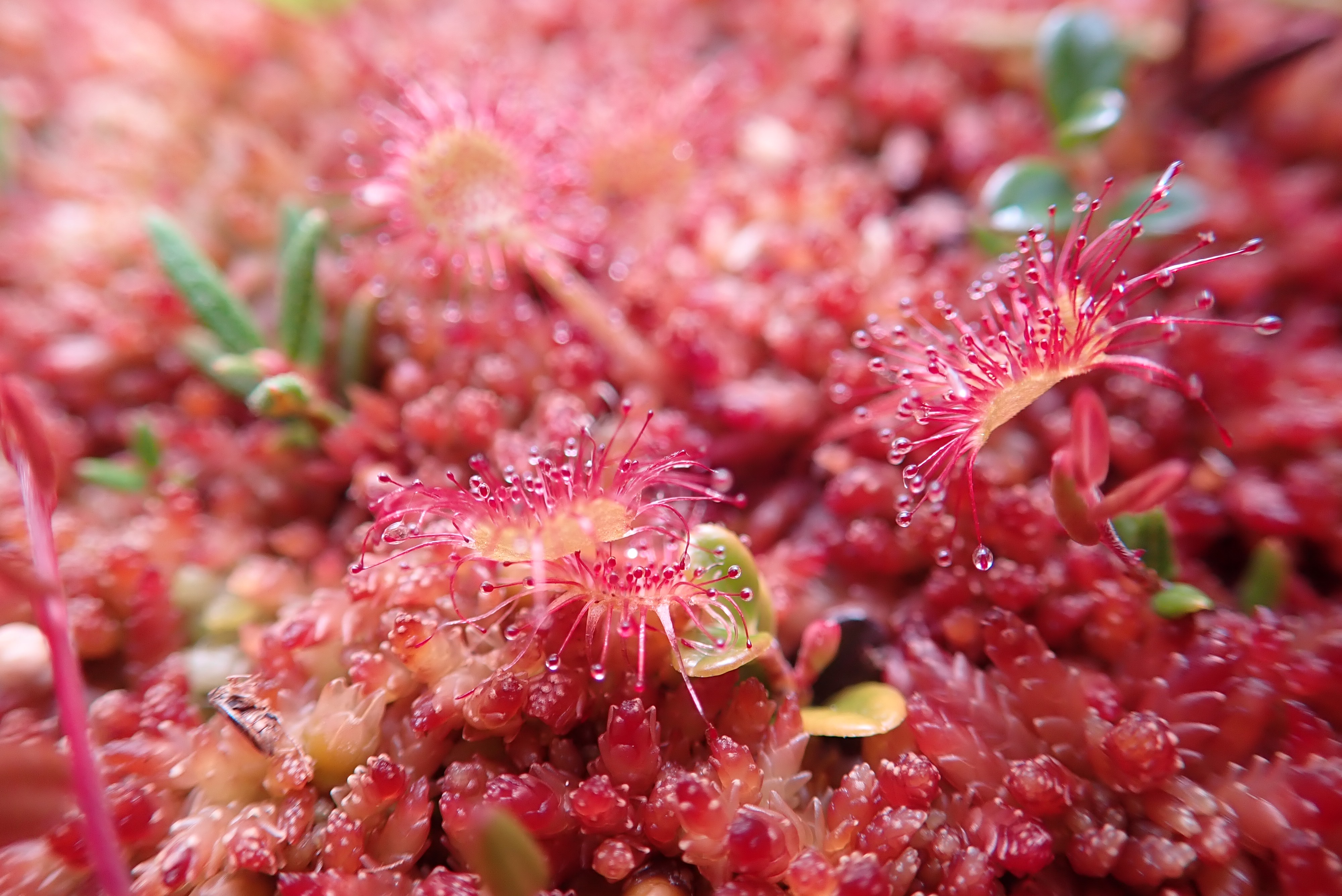 Close-up photo of insectivorous sundews