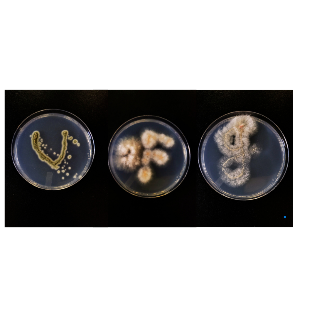 Three small dishes with mould at it various stages