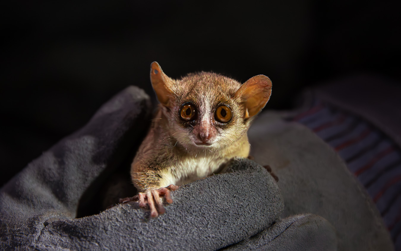 A mouse lemur in someone's gloved hand.
