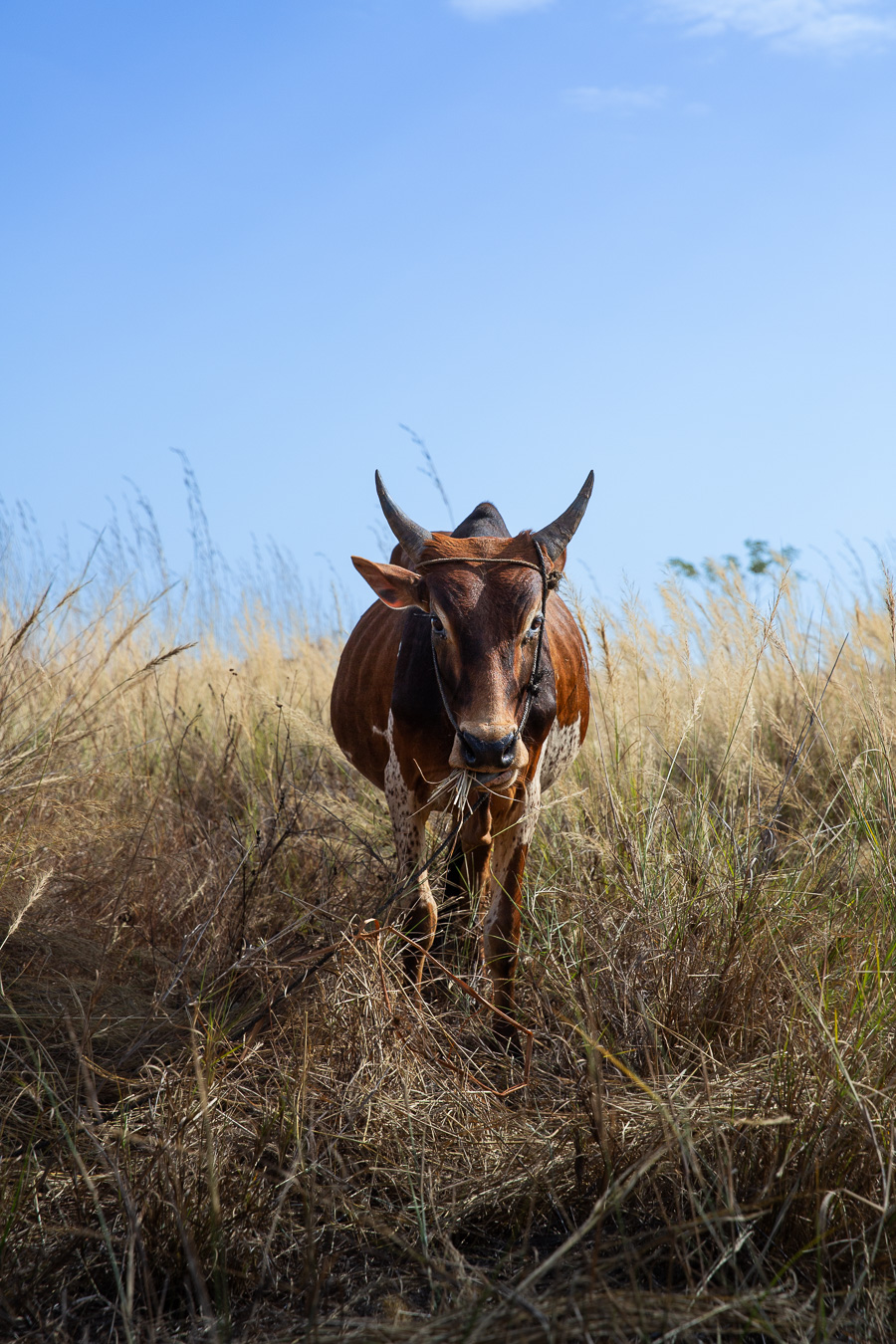 A horned cow moving through a dry field.