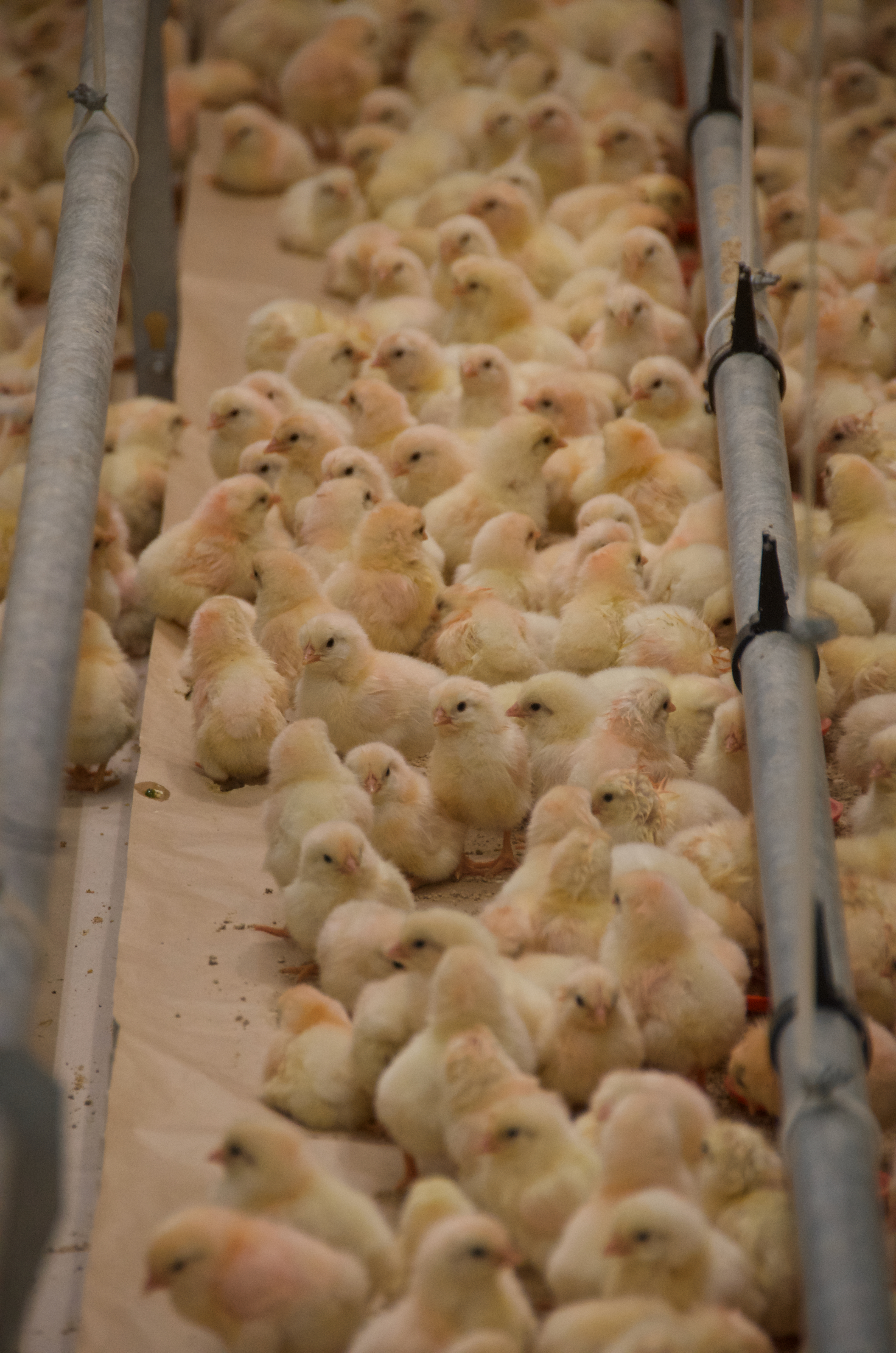 A group of yellow chicks between two feeder lines in a rearing aviary.