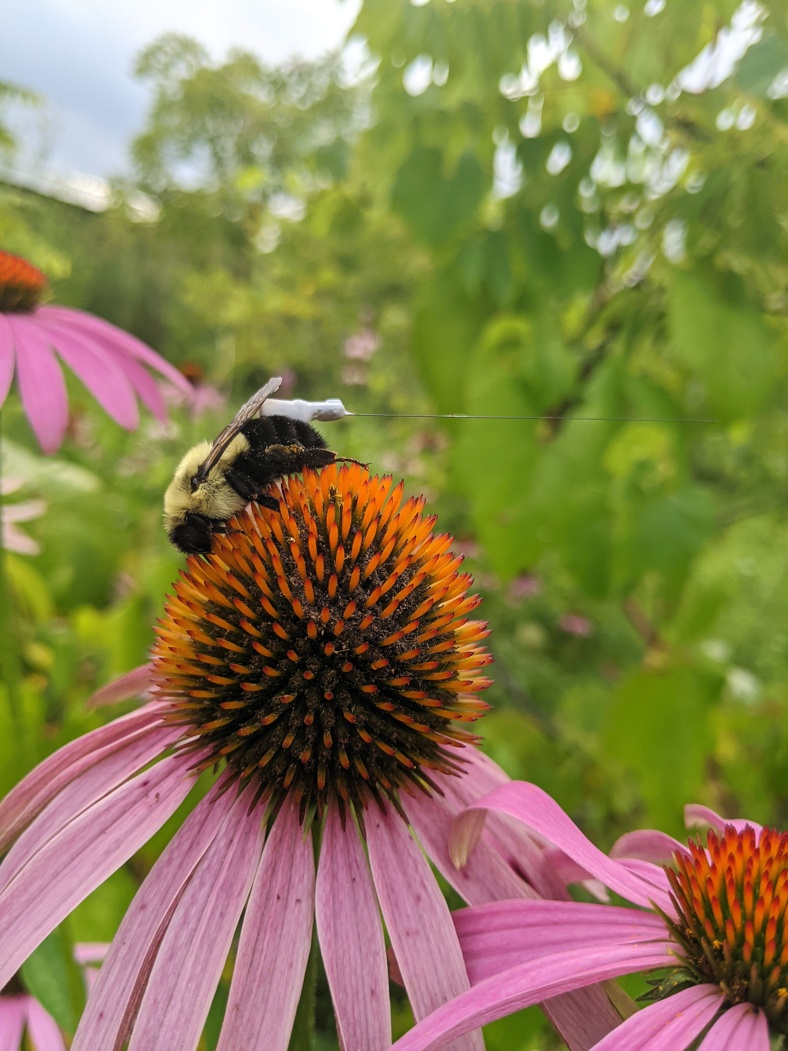 A bumble bee on a flower with a radio tag attached to its abdomen