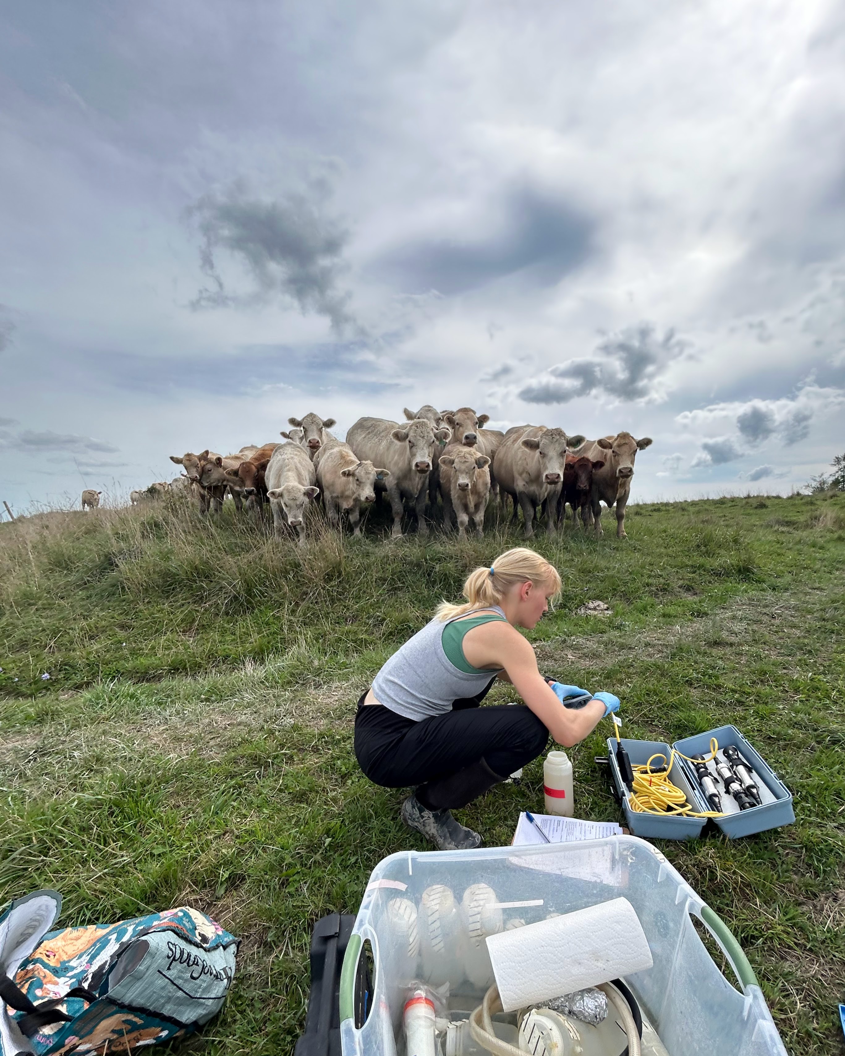 A researcher conducting field-based water quality monitoring on a cattle farm with a herd of cows in the background.