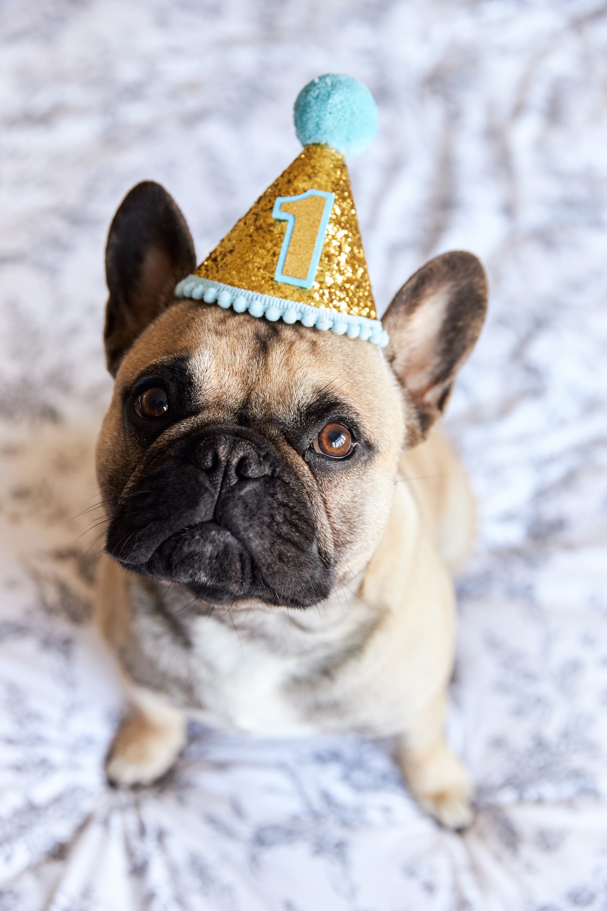 A small beige dog wearing a gold party hat