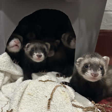 Three ferrets sitting on a towel