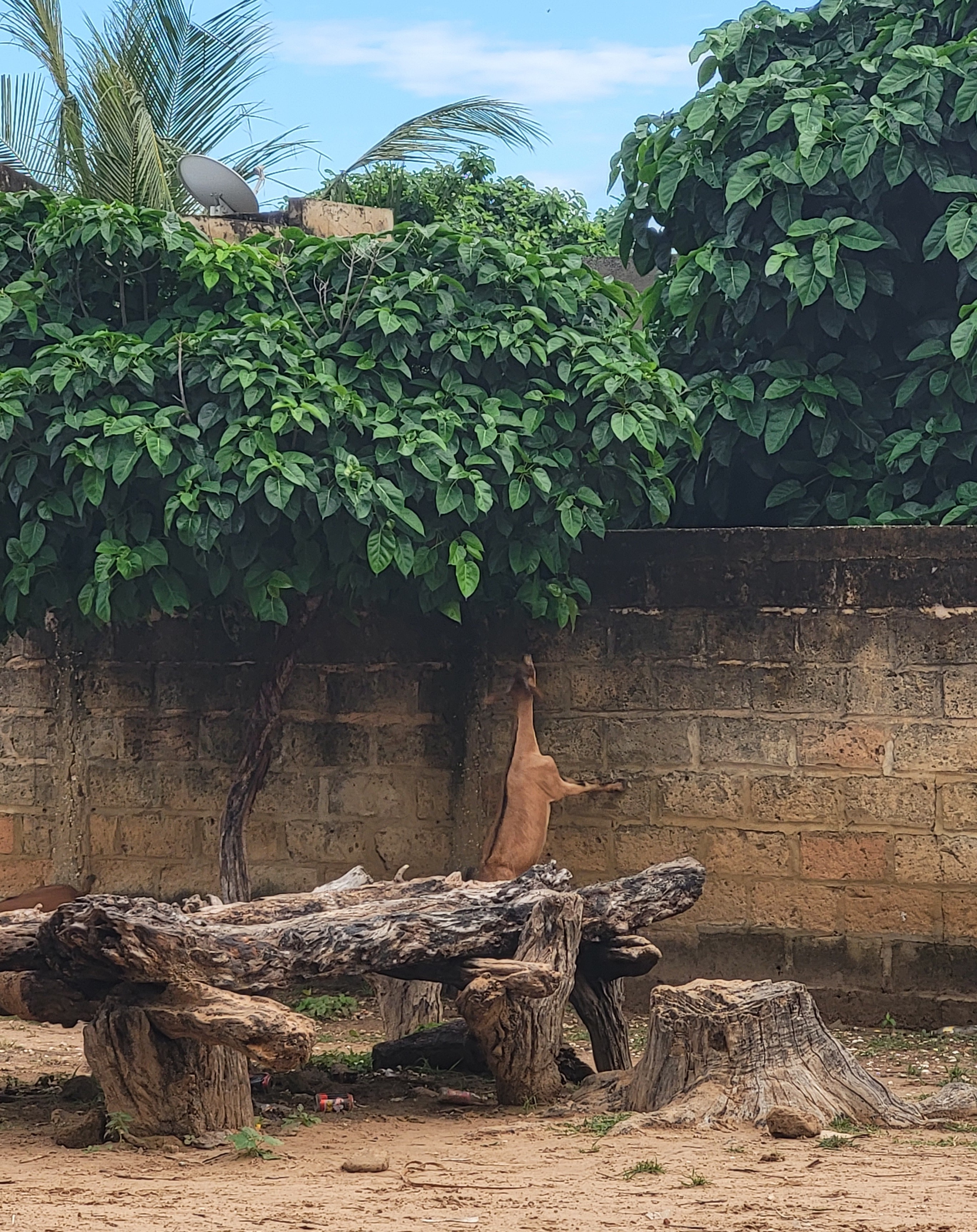 A goat in rural Senegal reaching high for an afternoon snack.