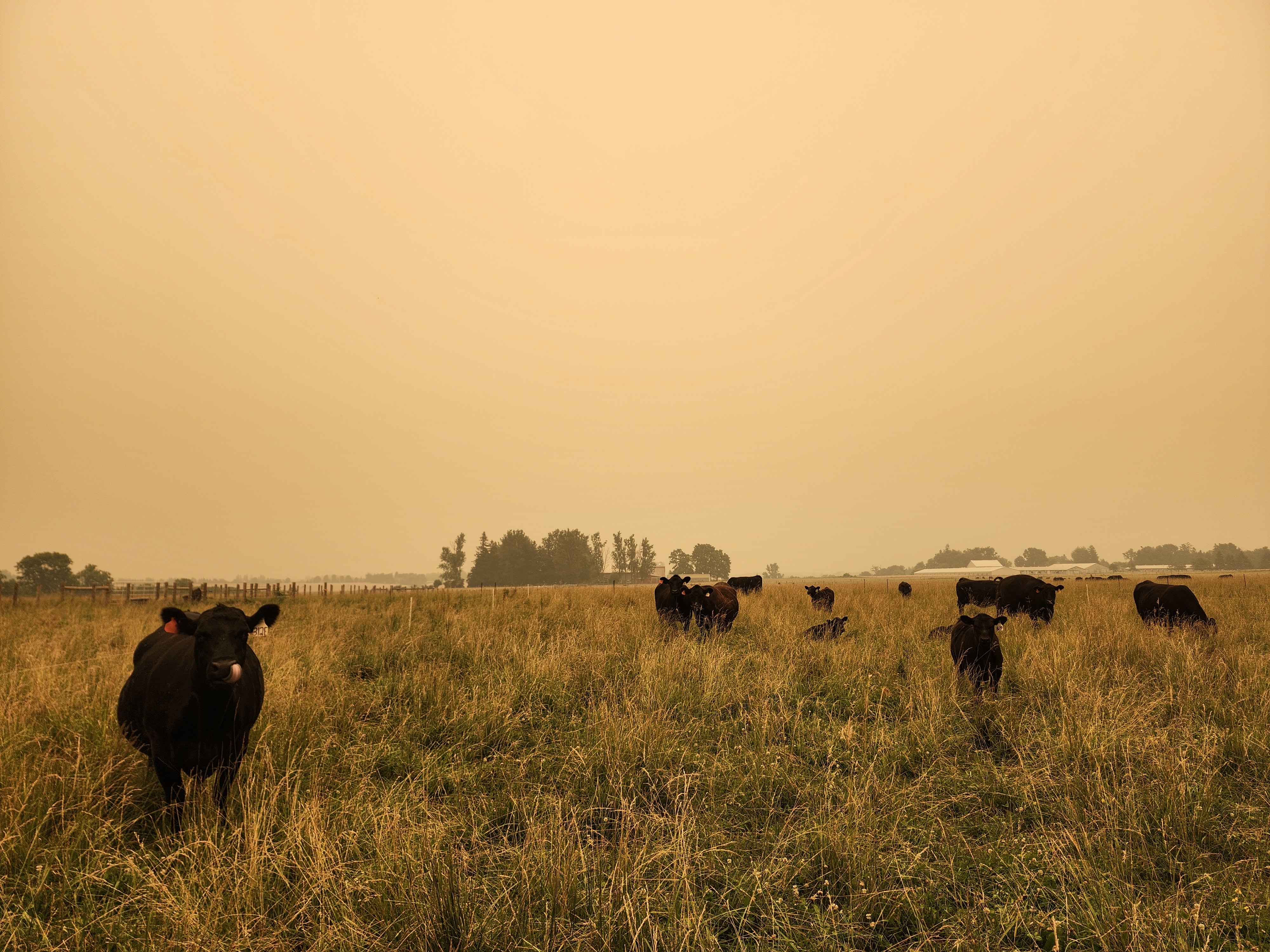 Several black cows standing in the field with a yellow sky from the forest fire smoke