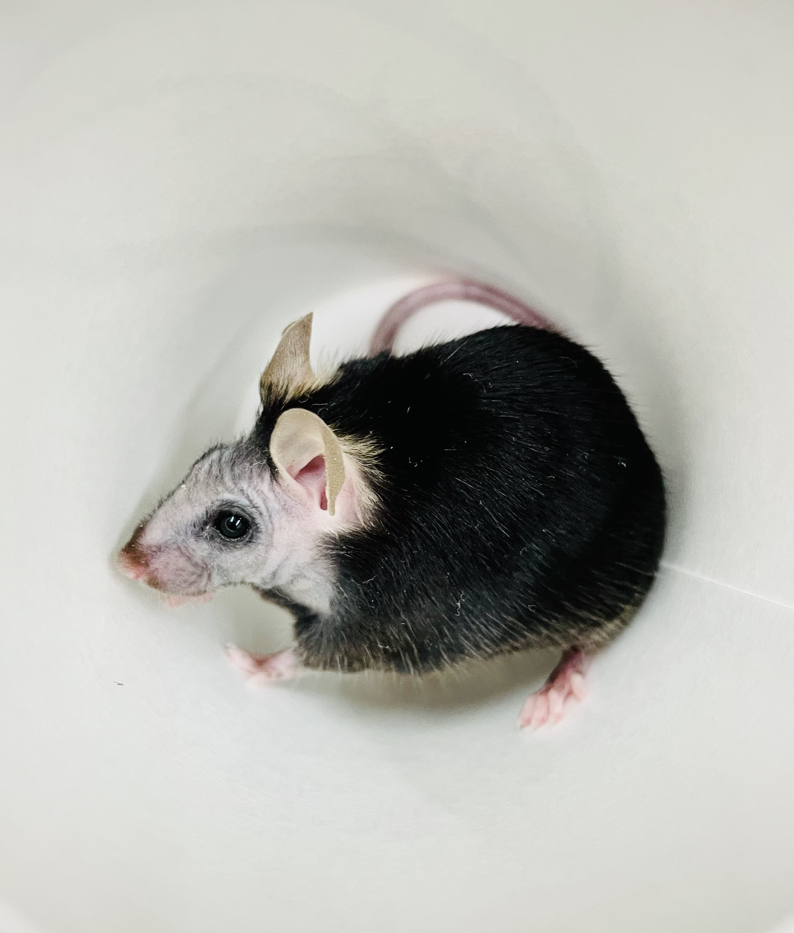 A mouse with a black body and white face
