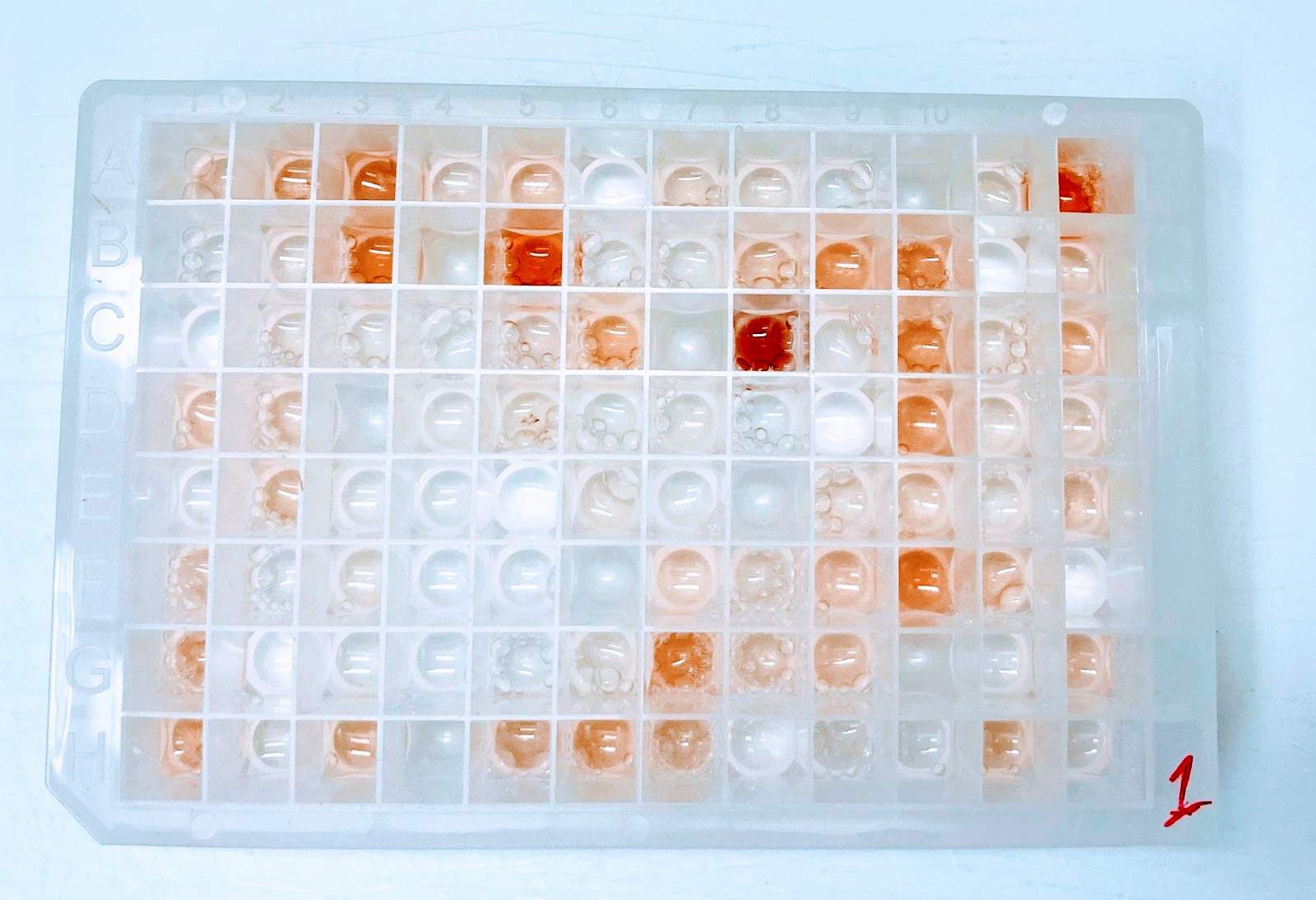 A container containing individual spider specimen