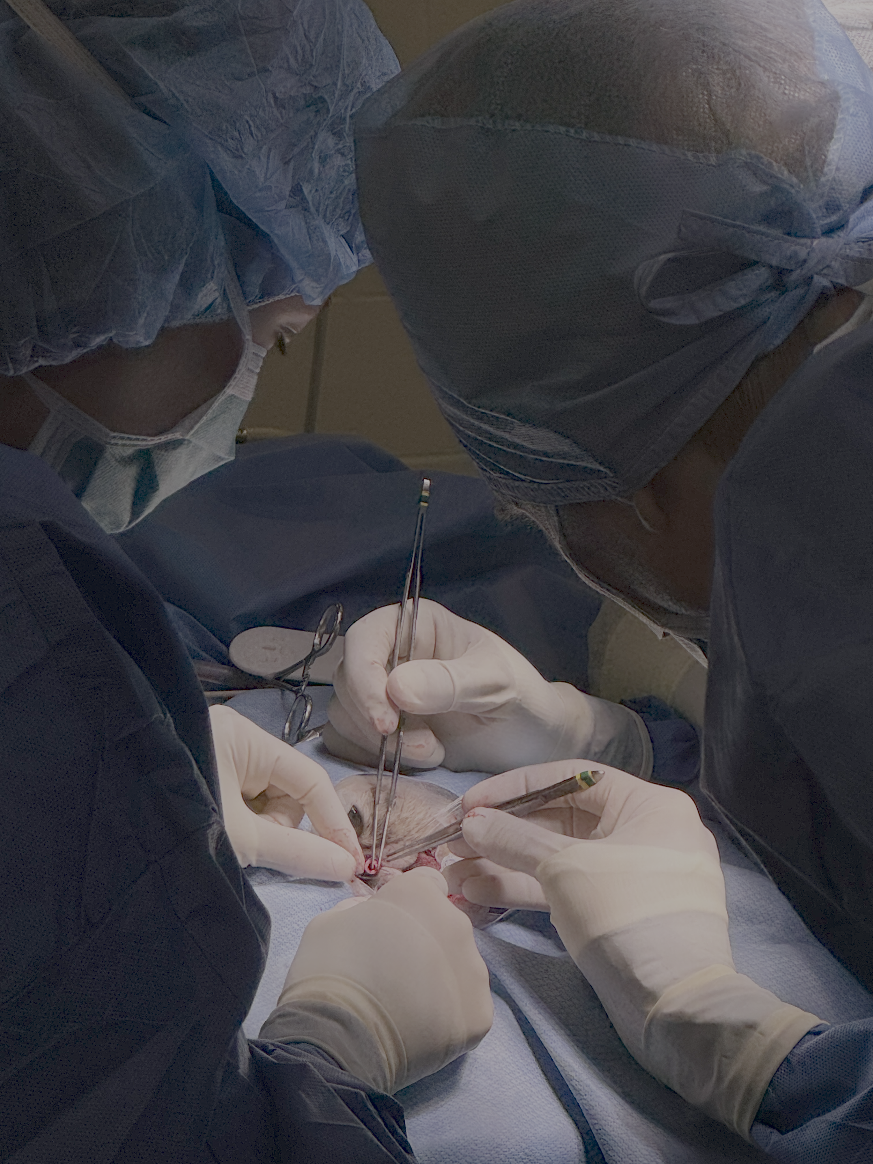 Three veterinary surgeons work closely together around a small surgical field, their gloved hands and instruments illuminated by the operating light. Viewed from above, the team surrounds the patient, emphasizing the precision, collaboration, and coordinated hands-on effort involved in veterinary surgery.