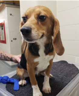 Beagle smiling