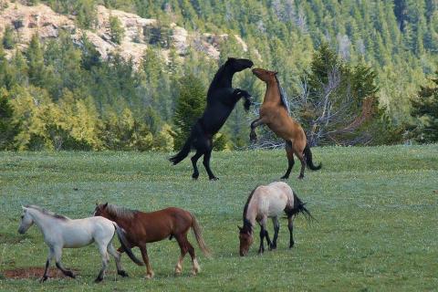 Wild horse behaviour - Katrina Merkies