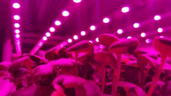 Radish seedlings in a growth room under LED lighting