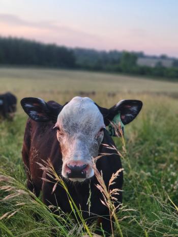 OBRC calf with a white face, black body and ears, posing head-on in a tall grassy pasture with trees and a light pink and blue sunset in the background.