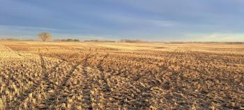 Stubble on a field covered by a light haze early in the morning