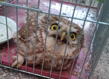 A small owl in a cage 