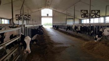 Cow's taking their heads out of the metal bars to eat their favorite food