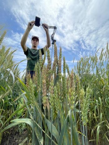 A man standing in a field of wheat using a phone to take a photo 