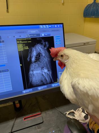 Laying hen looking at her DEXA scan results