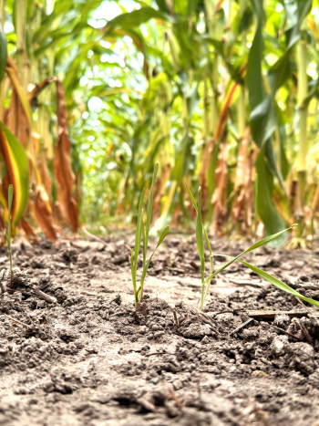 Low-angle view of green cover crop sprouts emerging from soil between tall rows of corn stalks.