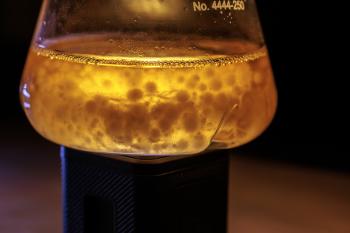 Close-up of the fungus Rhizopus oryzae growing in a dark fermentation broth 