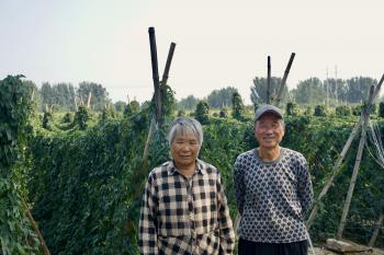 A farmer couple stands in front of their field of Chinese yam.