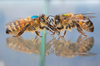 Two bees facing each other, one has blue paint on its back while the other has yellow paint on its back