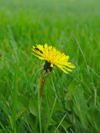 a small bee sits on the petals of a yellow dandelion flower in the middle of a grassy field