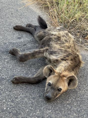 A young spotted hyena lays alone on the roads edge, looking towards the camera with alert ears and a look of hope in its eyes. 