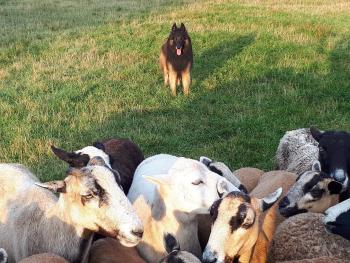 A wolf standing before a livestock.
