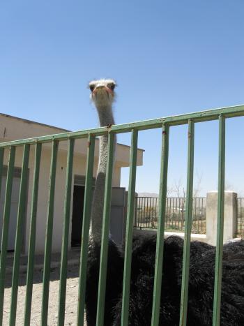 An ostrich peering over the fence 