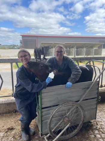 Graduate students Michele Brower (Left) and Lydia Conrad (Right) with a Holstein heifer calf in a mobile calf weighing scale.