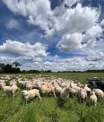 An open field full of ewes.