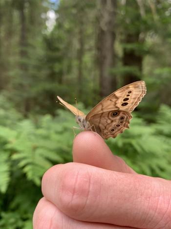 A girl with a beige-coloured butterfly on her finger