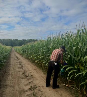 A man collecting corn rootworm beetles from a cornfield.