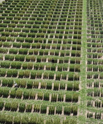 Aerial view of wheat breeding field plots with rows of green wheat plants