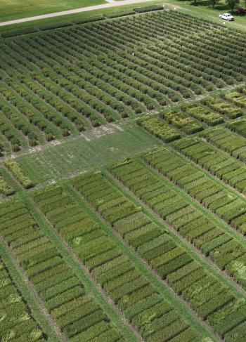 Aerial view of wheat field trials 