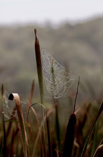 Crops with an abandoned spiderweb