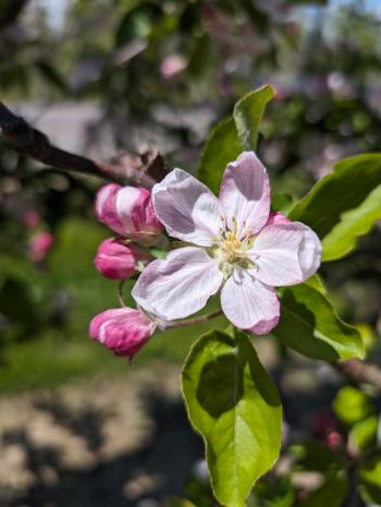 King blossom on 'Honeycrisp' Apples