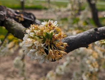 Late spring frost damage on plum flowers (brown in color)