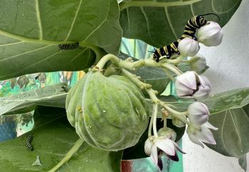 The image depicts three monarch butterfly caterpillars in a butterfly garden in Puerto Rico.
