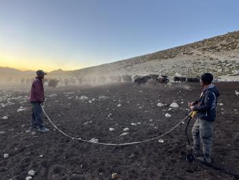 Two men in an arid landscape with a rope with a herd of yaks in the distance. 