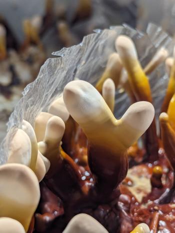 Ganoderma lucidum fruiting body with antler-like morphology