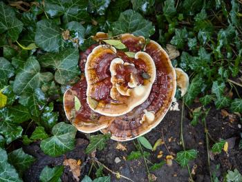 Wild Ganoderma in a bed of ivy 