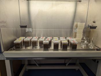 Rows of media in autoclavable boxes that are inoculated with Ganoderma inside of a flowhood